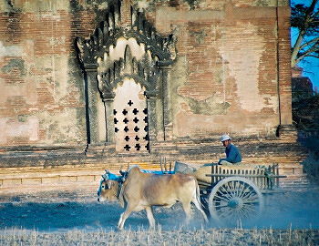 Bagan Tempel Ochsenkarren Myanmar