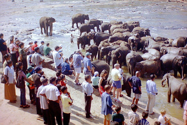 sri lanka elefanten besucher fluss