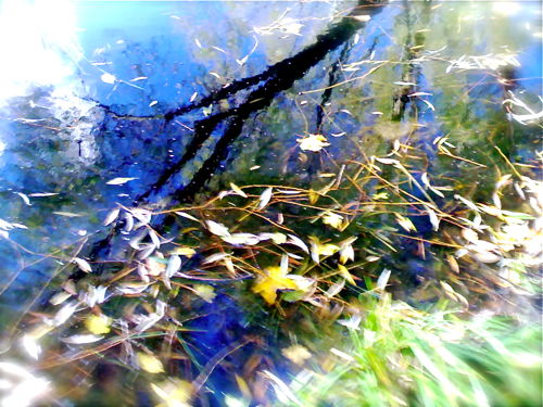 Blätter auf herbstlichem Teich
