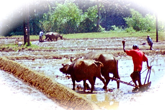 Sri-Lanka: Wasserbueffel als Zugtiere