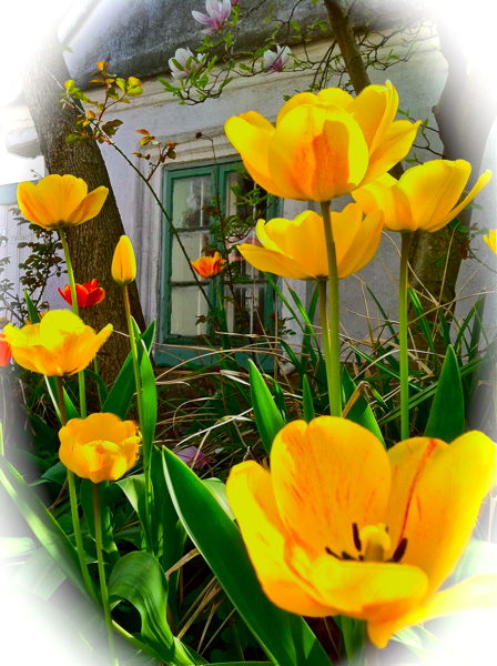 Tulpen vor einem Bauernhaus im österreichischen Weinviertel Tulpen vor einem Bauernhaus im österreichischen Weinviertel